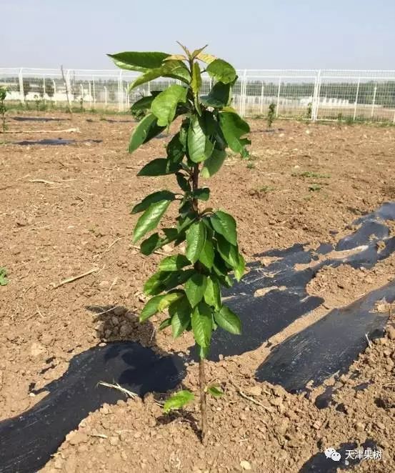 黑麦草的种植时间_黑麦草种植注意事项_黑麦草春季种植技术