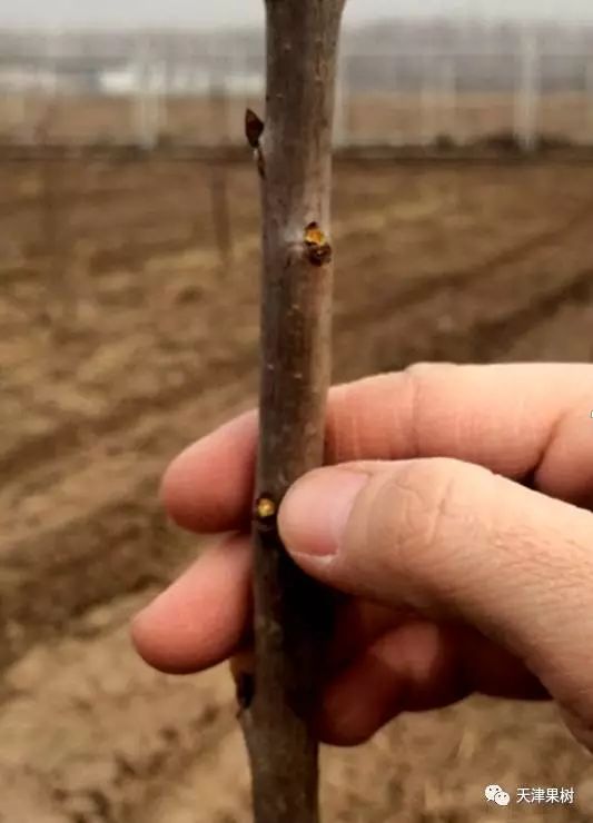 黑麦草的种植时间_黑麦草种植注意事项_黑麦草春季种植技术