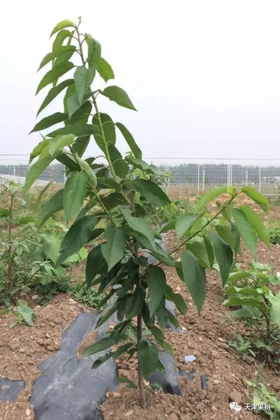 黑麦草的种植时间_黑麦草春季种植技术_黑麦草种植注意事项