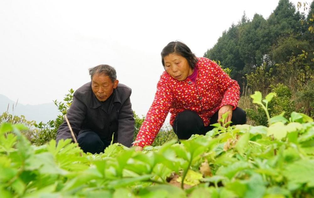 “藿香正气水”的致富行动：四川西充构建中药材产业链，助力乡村振兴