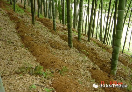 种植竹荪技术视频_种植竹荪技术要求_竹荪怎么种植技术