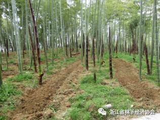 种植竹荪技术视频_竹荪怎么种植技术_种植竹荪技术要求