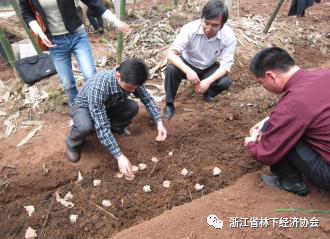 种植竹荪技术视频_竹荪怎么种植技术_种植竹荪技术要求