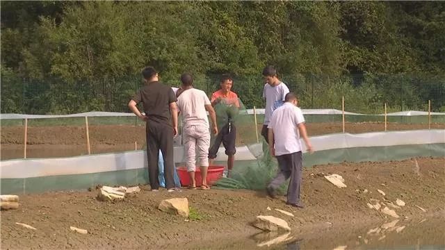 高山养殖项目_高山养殖场_高山村致富养殖