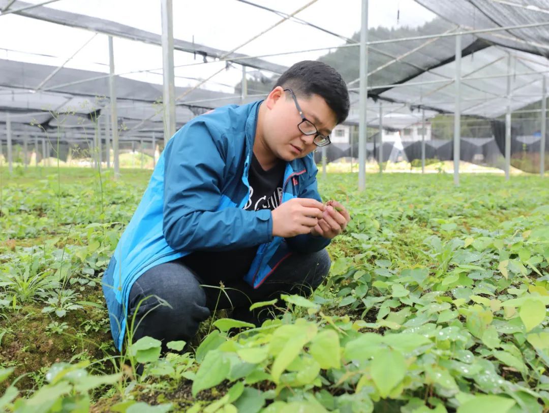 缬草种植亩效益_缬草种植致富_致富种植缬草怎么样