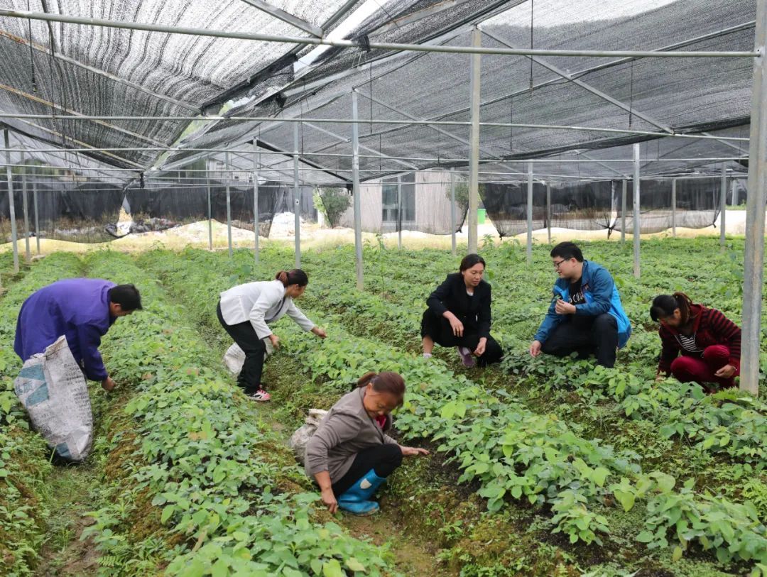 致富种植缬草怎么样_缬草种植致富_缬草种植亩效益