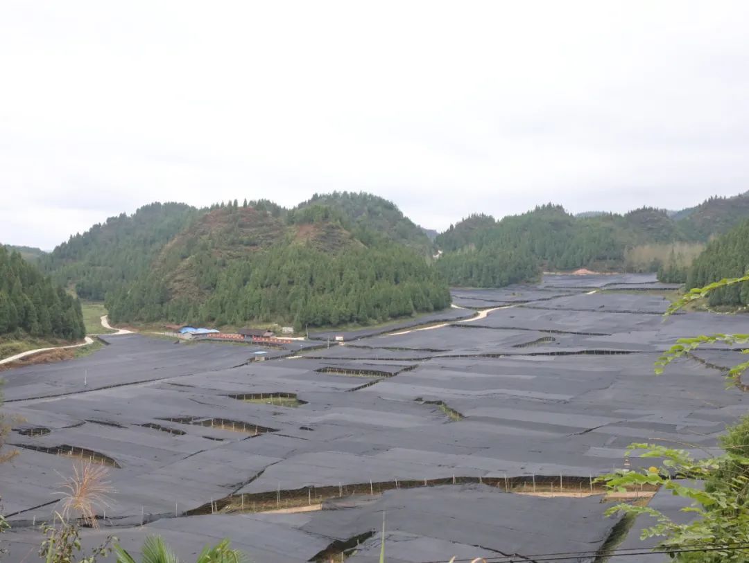 致富种植缬草怎么样_缬草种植亩效益_缬草种植致富