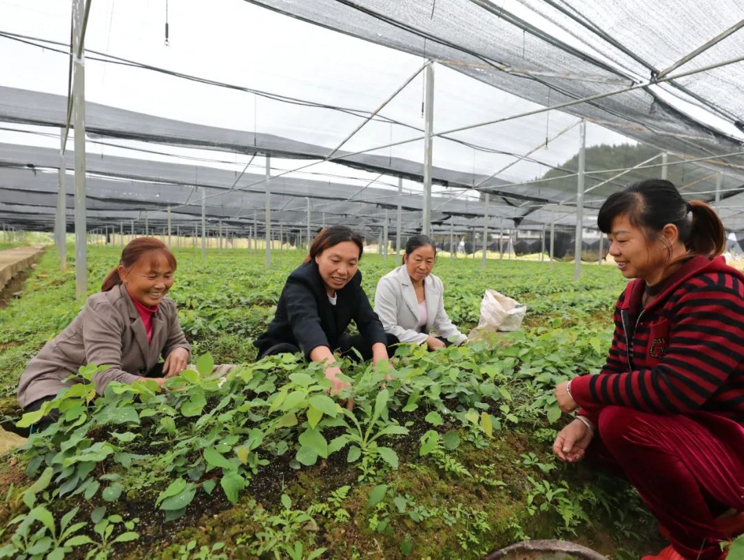 缬草种植致富_致富种植缬草怎么样_缬草种植亩效益