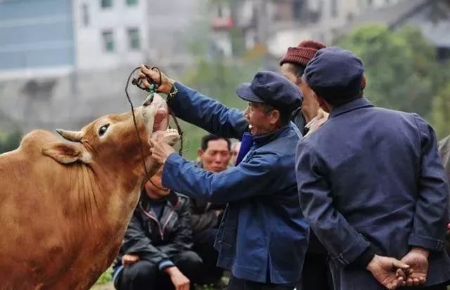 致富云南养牛视频_致富经养牛云南_致富云南养牛骗局