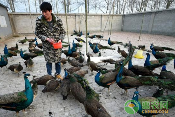 在农村畜禽养殖行业是最容易掌握的致富门路-图片版权归惠农网所有