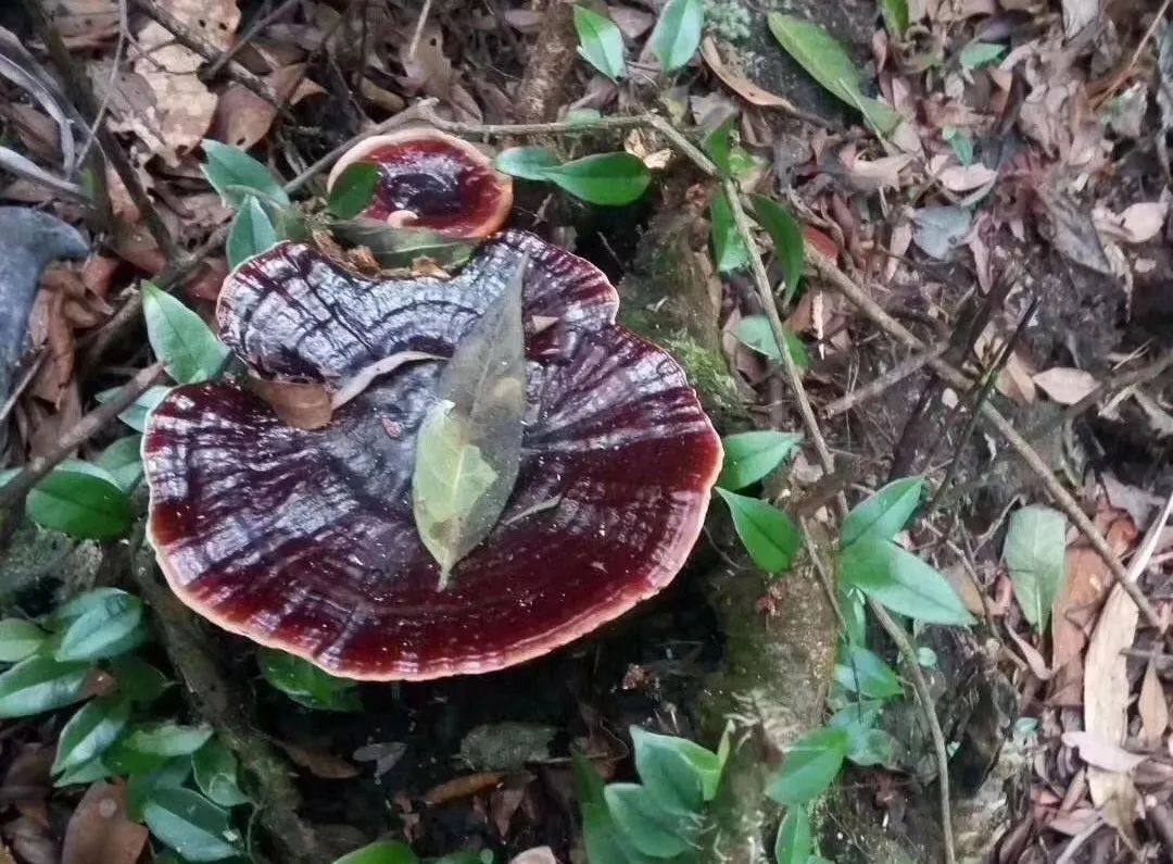 生料椴木灵芝仿野生栽培技术（详细图文+视频）