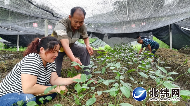 乡村“土专家” 致富“领头雁”——记“增收致富带头人”天全县众汇重楼种植农民专业