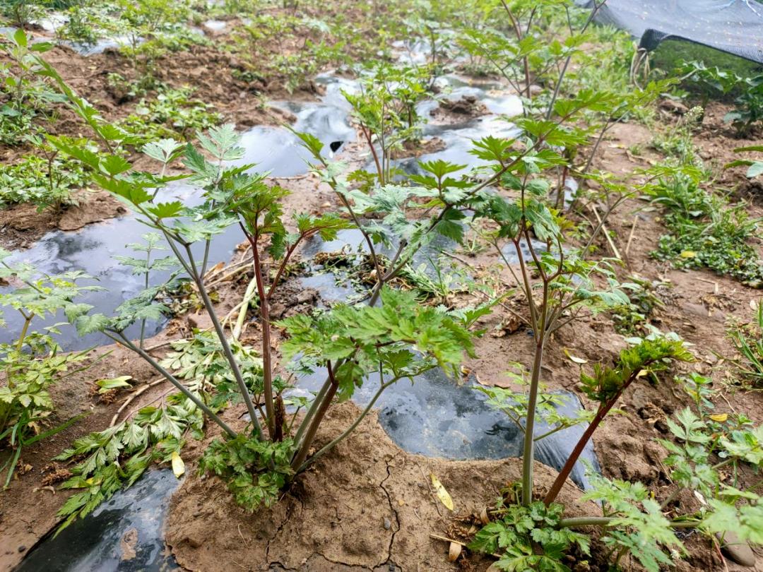 甘肃黄芪种植致富_甘肃黄芪主产地在哪里_甘肃产黄芪价格零售价格