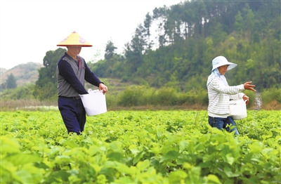 养桑蚕赚钱吗_致富养殖桑蚕视频_养殖桑蚕致富