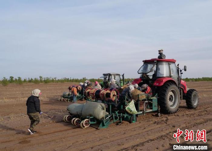 甘肃产黄芪是什么品种_甘肃特产黄芪多少钱一斤_甘肃黄芪种植致富