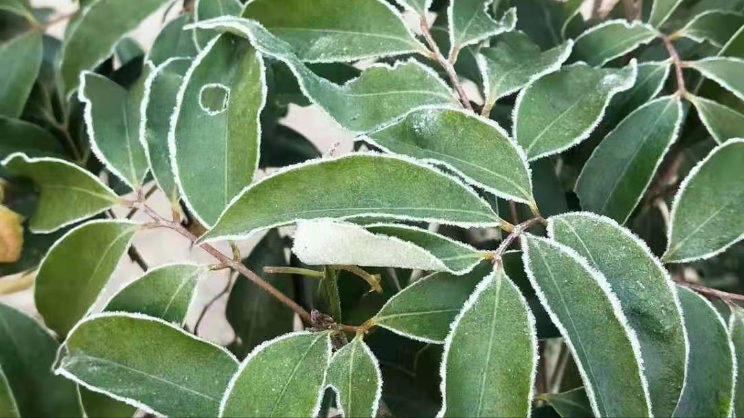 桂味种植管理技术_桂味荔枝营养价值_柚子种植果树种植管理