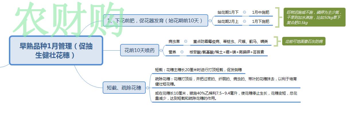 桂味种植管理技术_桂味荔枝营养价值_柚子种植果树种植管理