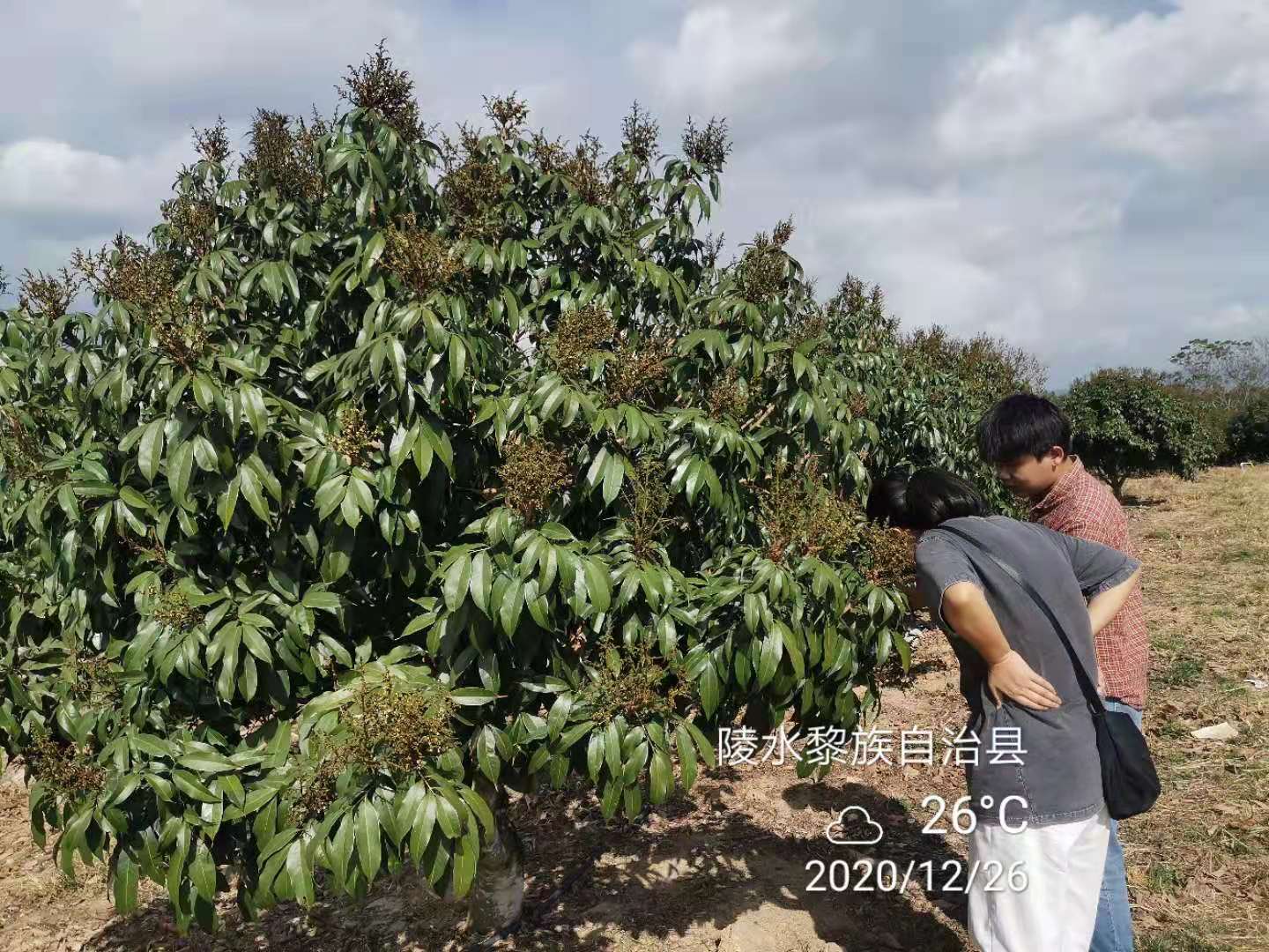 桂味种植管理技术_桂味荔枝营养价值_柚子种植果树种植管理