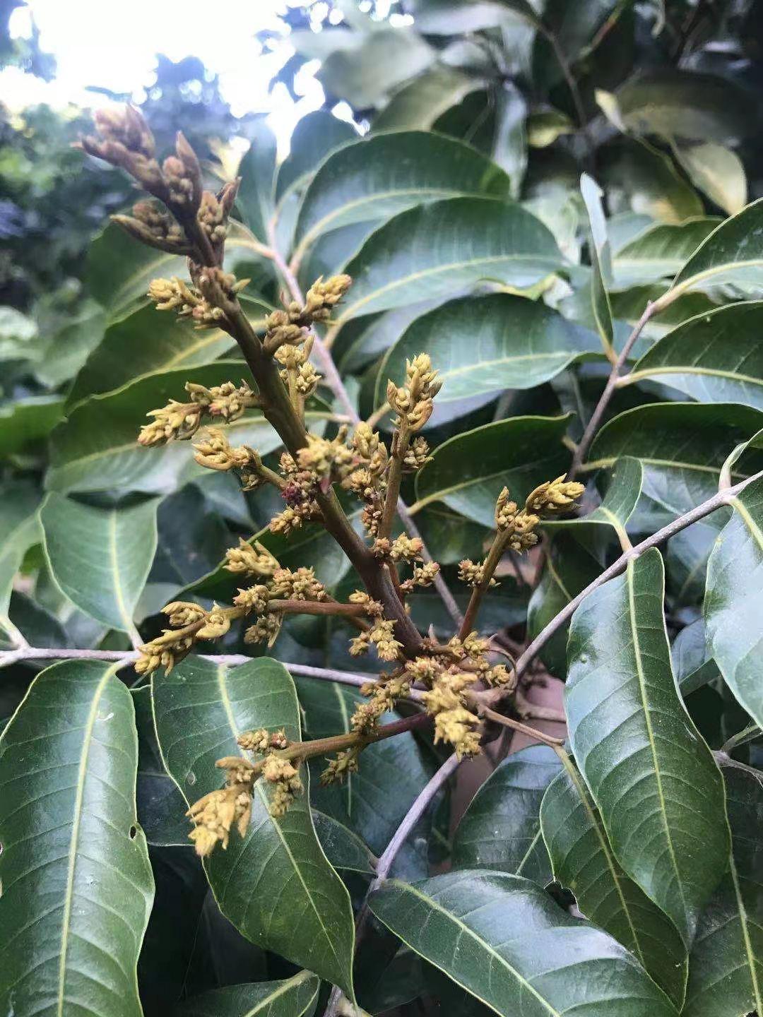 桂味种植管理技术_桂味荔枝营养价值_柚子种植果树种植管理