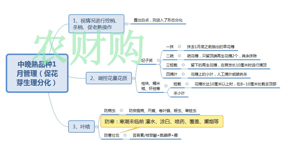 桂味荔枝营养价值_柚子种植果树种植管理_桂味种植管理技术