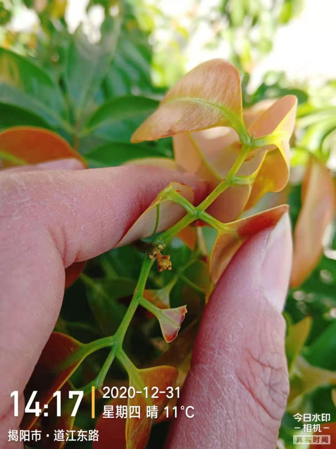 桂味种植管理技术_柚子种植果树种植管理_桂味荔枝营养价值