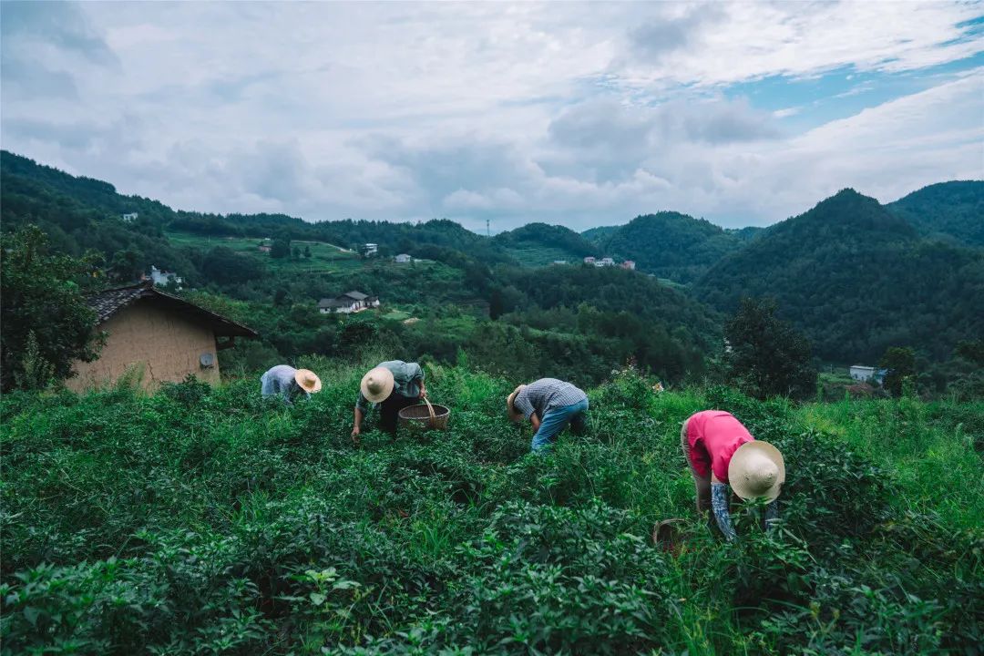 湖北种植甘蔗致富_湖北甘蔗叫什么名_湖北甘蔗种植基地在哪里