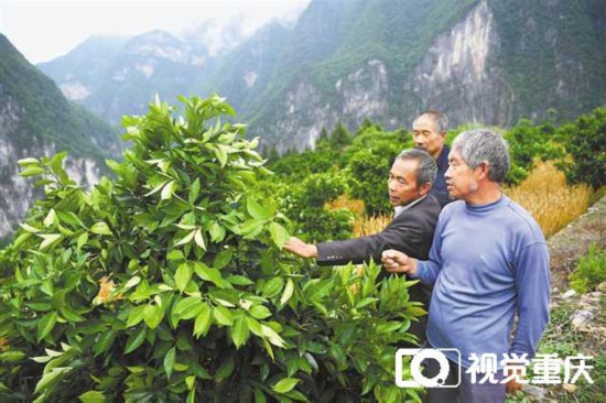 致富种植什么作物_种植致富业_致富农作物