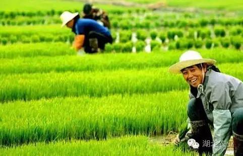 湖北种甘蔗吗_湖北甘蔗叫什么名_湖北种植甘蔗致富