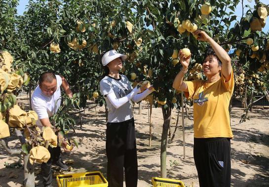 致富果树四川能种吗_四川致富经果树_四川十大果树苗基地