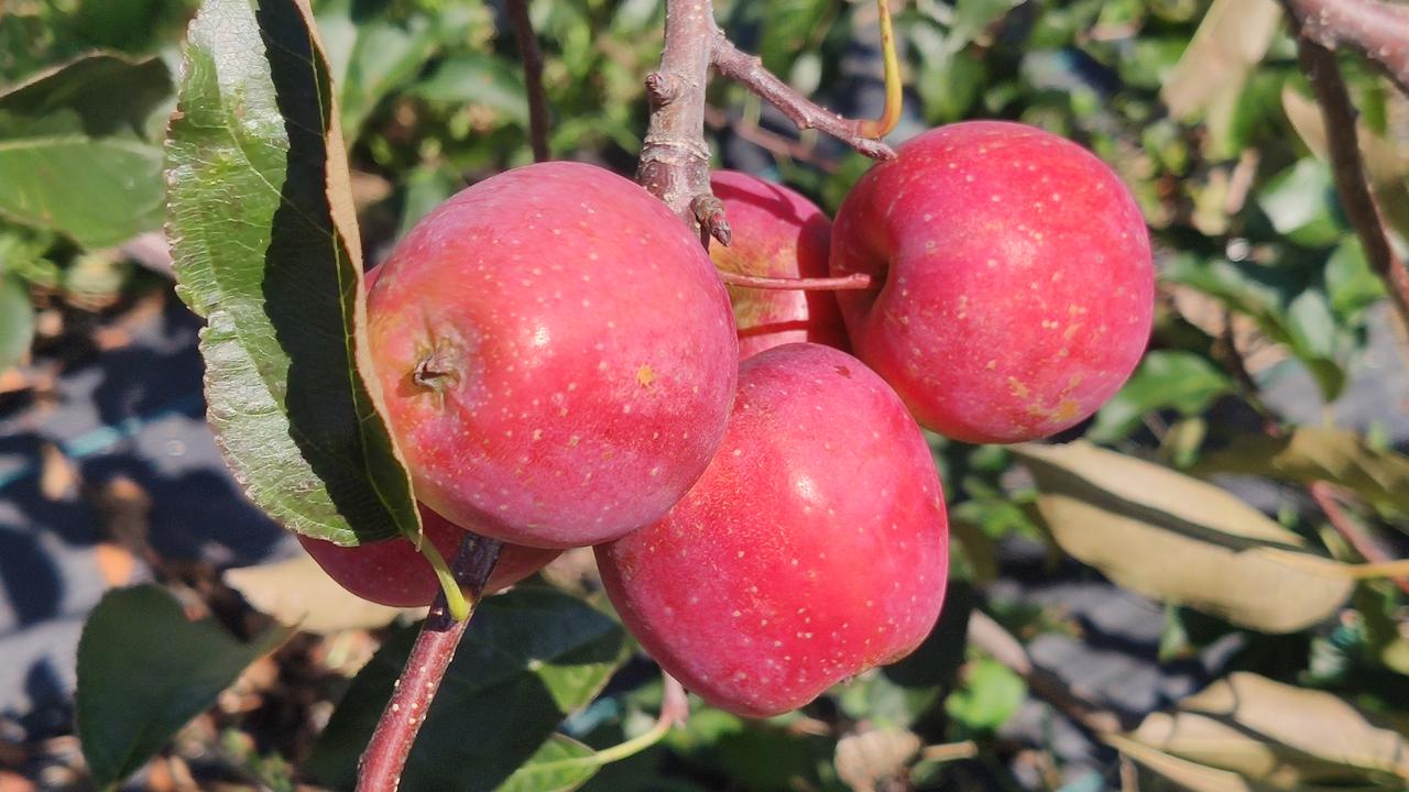 四川种植果树_四川致富经果树_致富果树四川能种吗