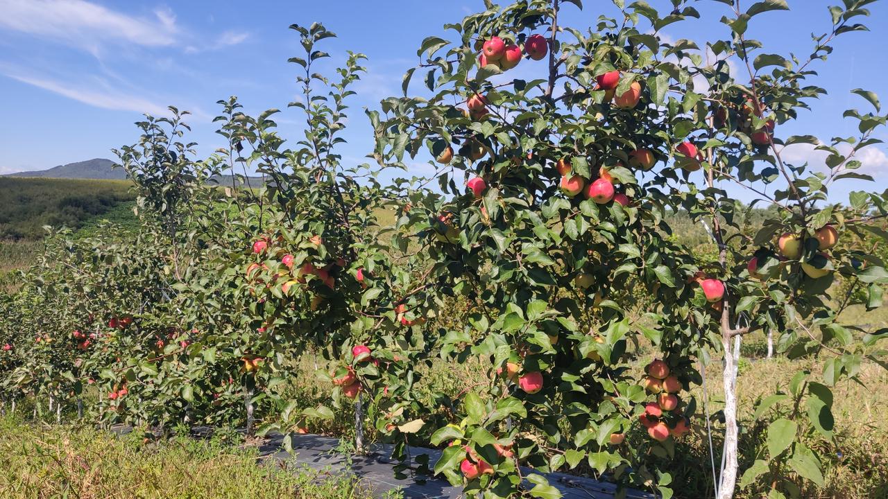 四川致富经果树_致富果树四川能种吗_四川种植果树