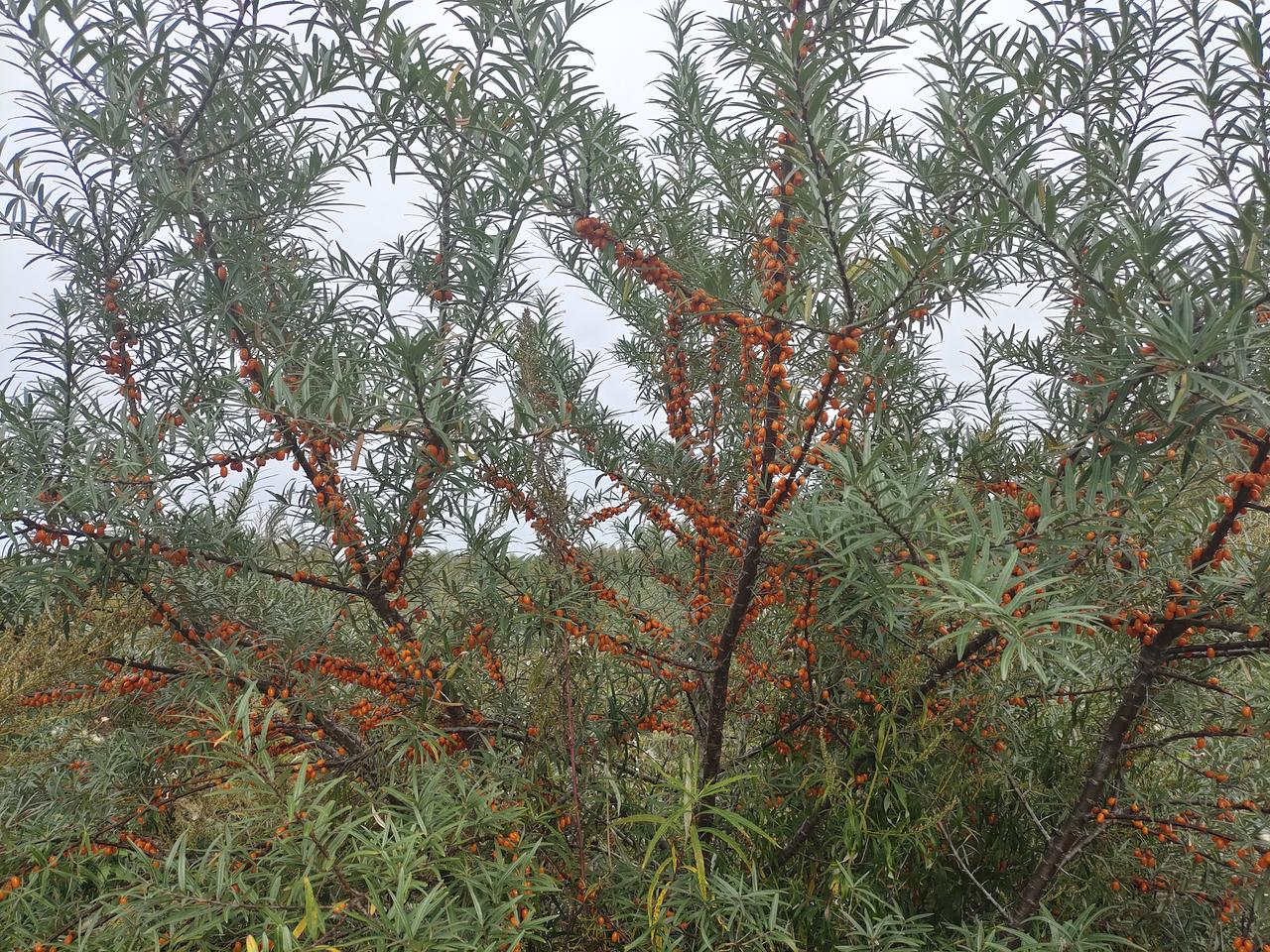 致富果树四川能种吗_四川致富经果树_四川种植果树