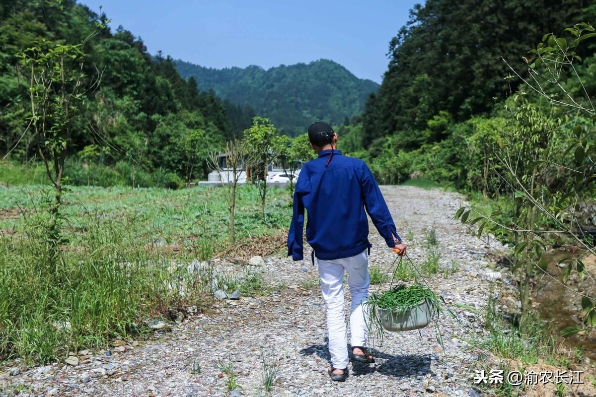 独臂男子深山坟堆里养香猪，给猪建运动场成网红，年卖香猪几千万