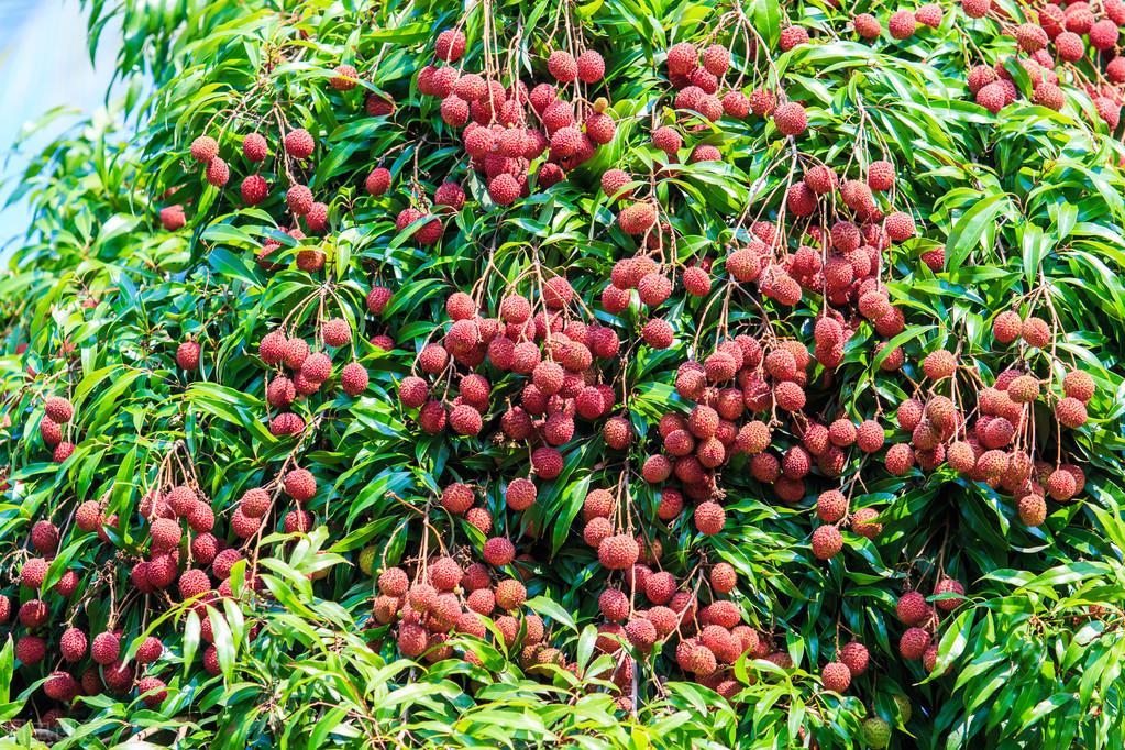 桂味荔枝价格_桂味施肥技术_桂味种植管理技术