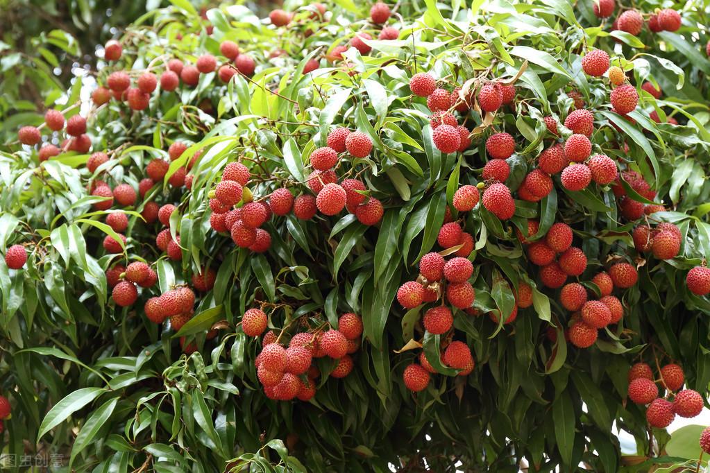 桂味种植管理技术_桂味荔枝价格_桂味施肥技术