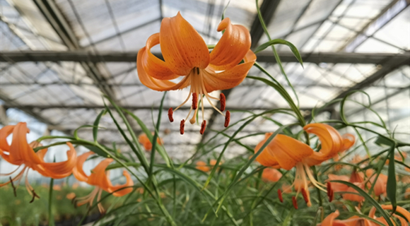 致富种植女子视频_女子种植致富_种植致富案例