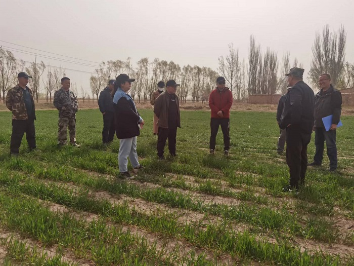 饲草料良种繁育基地专家团队开展越冬饲用小黑麦生产技术指导服务