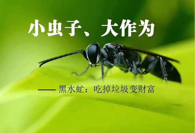 罴水虻养殖技术视频_虻虫人工养殖_食用水虻的养殖技术