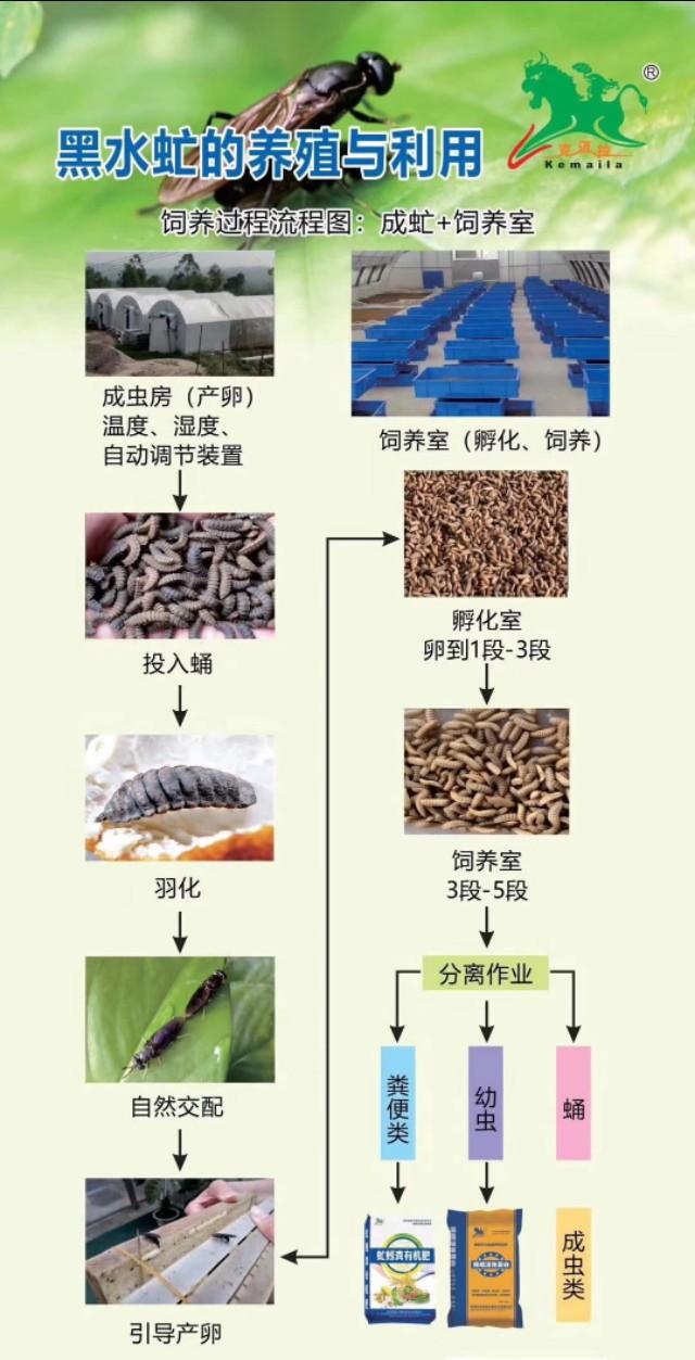 虻虫人工养殖_罴水虻养殖技术视频_食用水虻的养殖技术