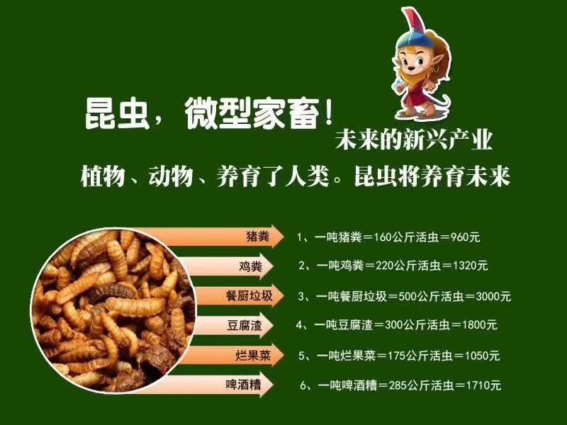 食用水虻的养殖技术_罴水虻养殖技术视频_虻虫人工养殖