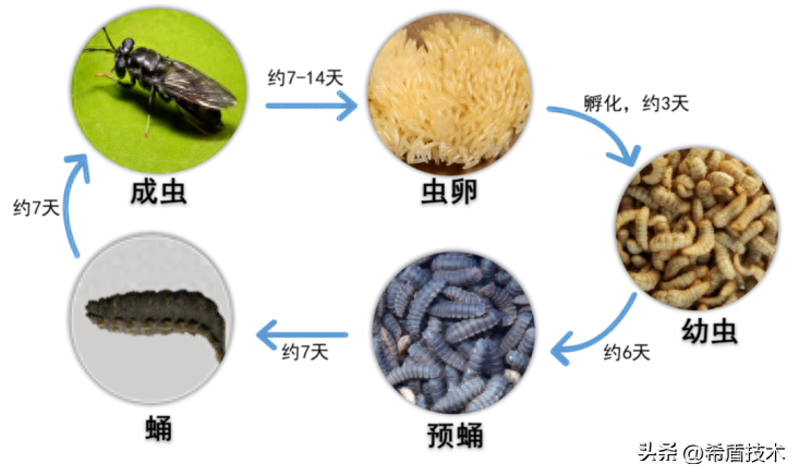 罴水虻养殖技术视频_食用水虻的养殖技术_水虻养殖视频