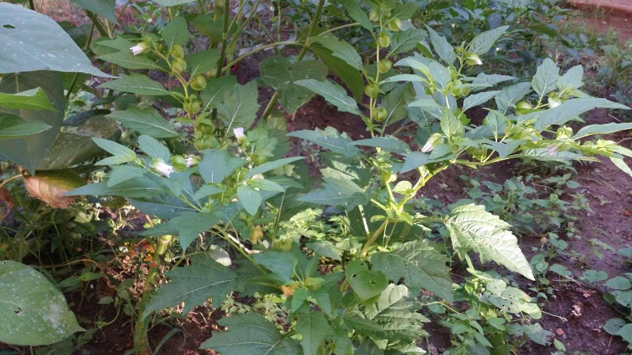 酸浆药用价值_酸浆种植技术详解_酸浆的繁殖技术