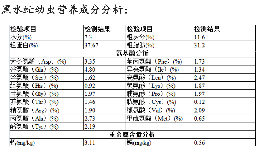 水虻养殖视频_食用水虻的养殖技术_虻虫人工养殖