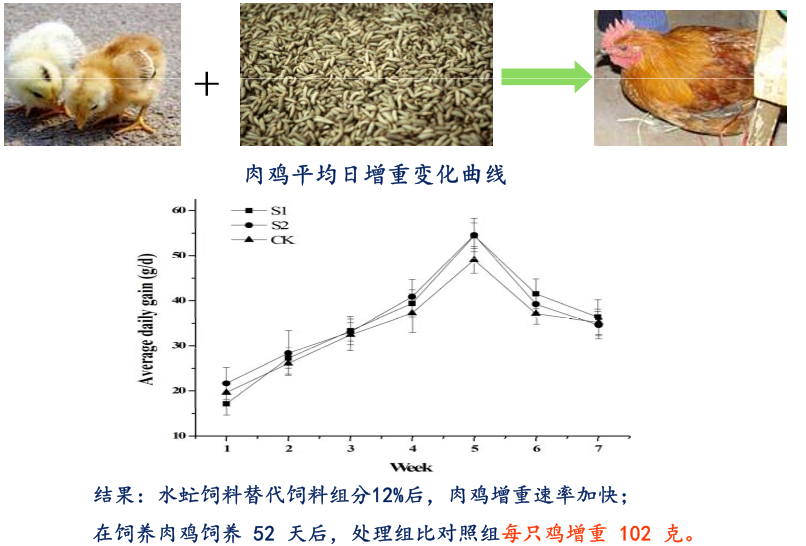 虻虫人工养殖_水虻养殖视频_食用水虻的养殖技术