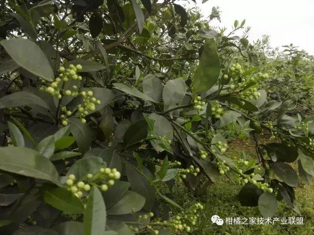 酸浆植物_酸浆种植技术详解_酸浆果种植技术