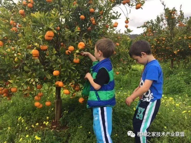 酸浆植物_酸浆果种植技术_酸浆种植技术详解