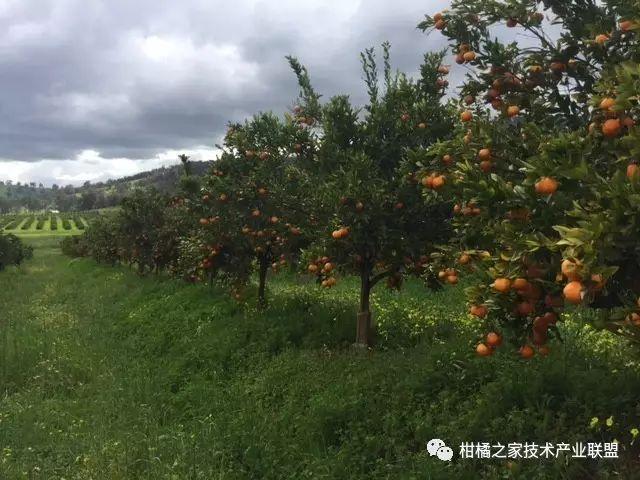 酸浆果种植技术_酸浆种植技术详解_酸浆植物