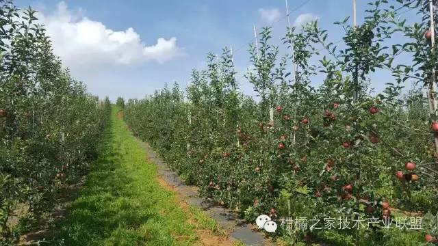 酸浆果种植技术_酸浆植物_酸浆种植技术详解