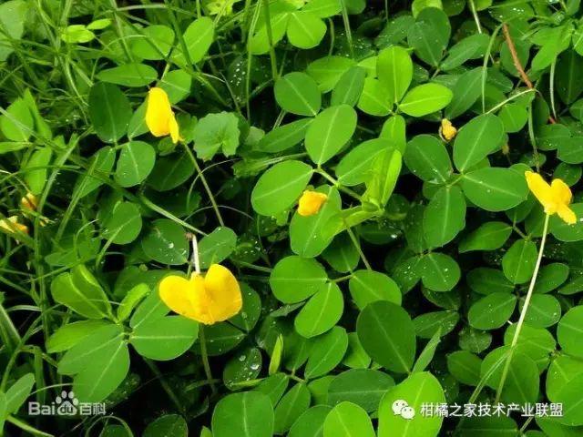 酸浆果种植技术_酸浆植物_酸浆种植技术详解