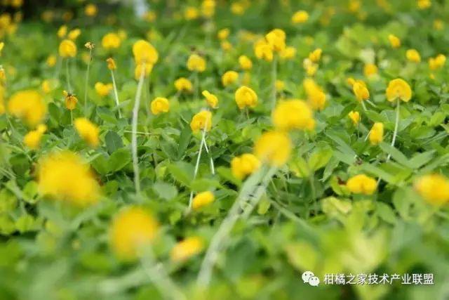 酸浆植物_酸浆果种植技术_酸浆种植技术详解